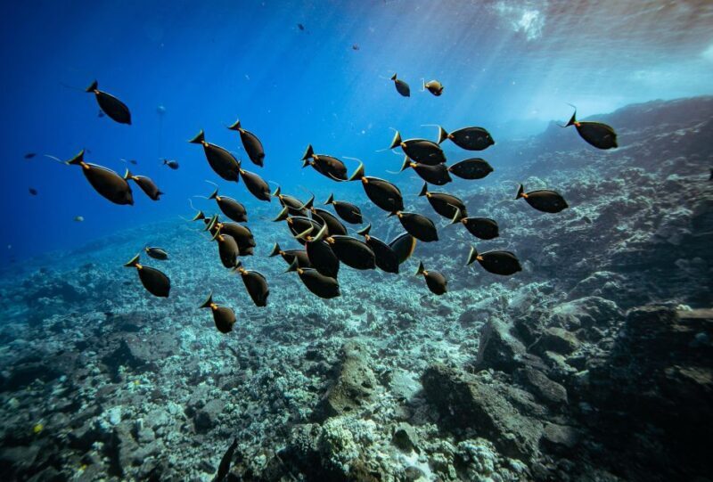 From Kihei: Molokini Crater and Turtle Town Snorkeling - From Kihei: Molokini Crater and Turtle Town Snorkeling – a detailed review