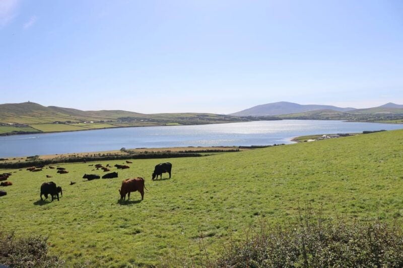From Killarney: Dingle Peninsula, and Slea Head Day Tour - Is It Worth the Price?