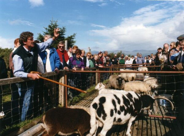 From Killarney: 'Ring of Kerry' Mountain Road 1-Day Bus Tour - The Sum Up