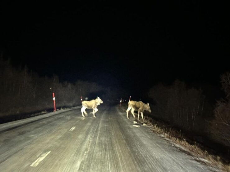 From Kiruna: Abisko National Park Northern Lights Tour - Experience Highlights