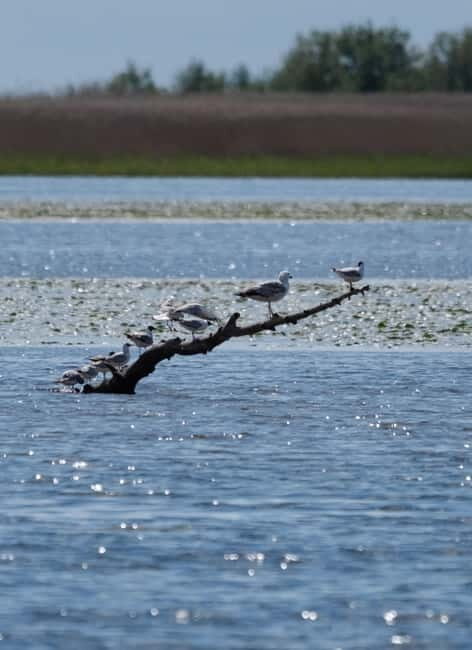 From Klaipda: Bird-Watching Adventure in Nemunas Delta - Good To Know