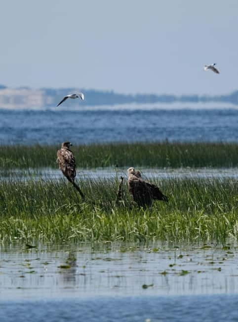 From Klaipda: Bird-Watching Adventure in Nemunas Delta - Exploring the Nemunas Delta: What to Expect