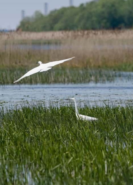 From Klaipda: Bird-Watching Adventure in Nemunas Delta - Final Thoughts: Is This Tour Worth It?