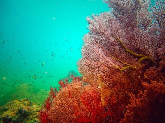 From Ko Lanta: 4 Islands Snorkeling Tour by Long Tail Boat - Common Questions