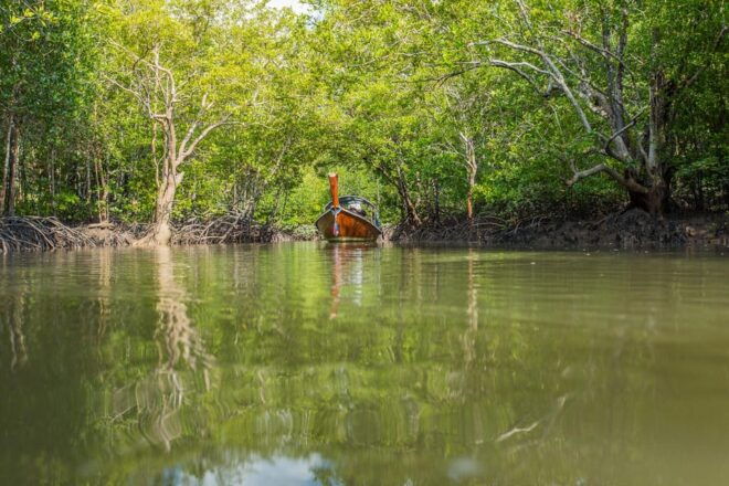 From Ko Lanta: Mangrove Eco-Excursion by Longtail Boat - Participant Information