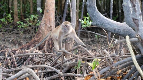 From Ko Lanta: Mangrove Eco-Excursion by Longtail Boat - Booking and Cancellation Policy