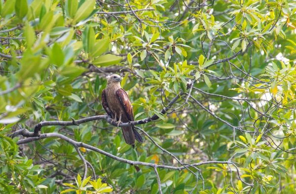 From Ko Lanta: Mangrove Eco-Excursion by Longtail Boat - Break Down