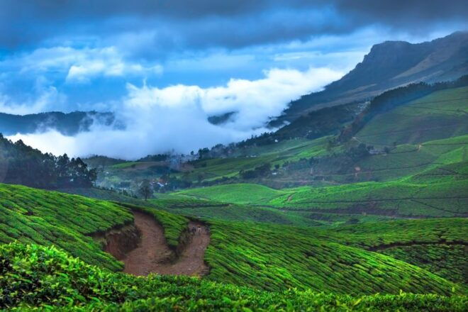 From Kochi: Munnar & Tea Museum Private Guided Tour - Tour Experiences and Sightseeing