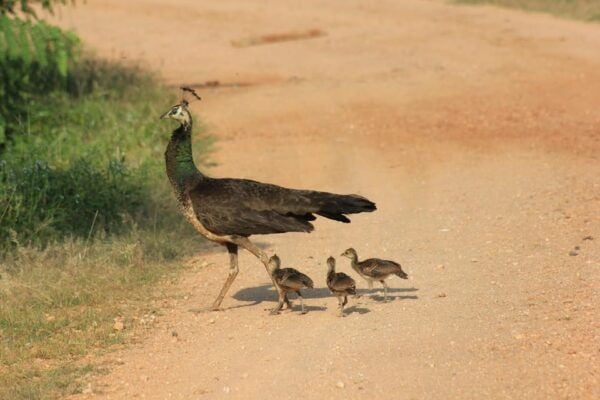 From: Koggala/ Weligama/ Mirissa/ Matara - YALA Safari - Nearby Attractions