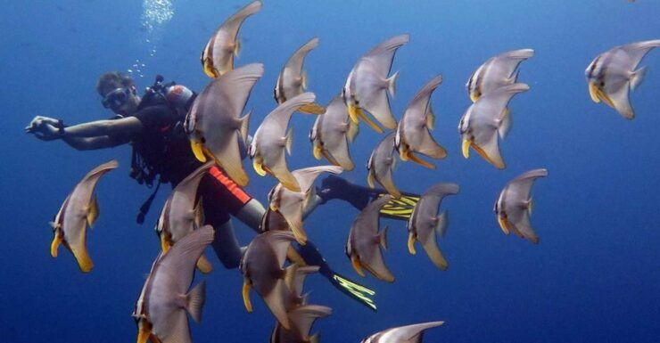 From Koh Kood: Certified Dive Trip - Booking and Logistics Details