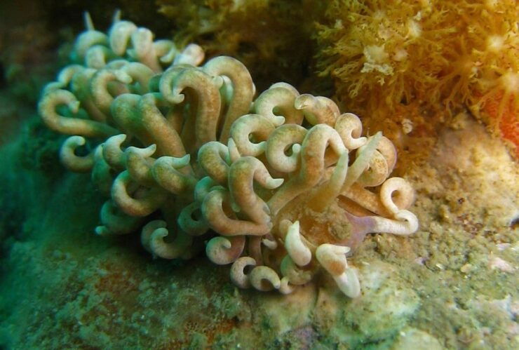 From Koh Kood: Certified Dive Trip - Activity Duration and Guide Information