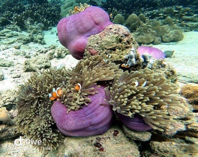From Koh Lanta: Koh Ha and Koh Rok Day Tour - Duration and Availability
