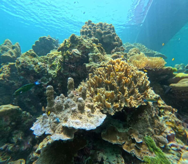 From Koh Lanta: Koh Rok and Koh Ha Day Tour-Queen of Andaman - An In-Depth Look at the Tour Experience