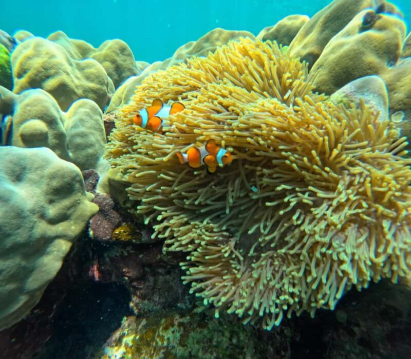 From Koh Lanta: Koh Rok and Koh Ha Day Tour-Queen of Andaman - Good To Know