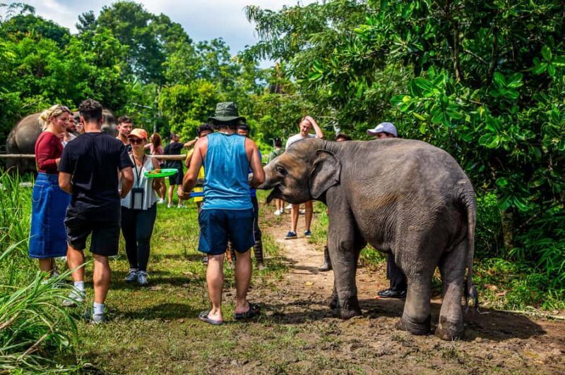 From Koh Samui: Elephant Sanctuary & Jungle Adventure Tour - Good To Know