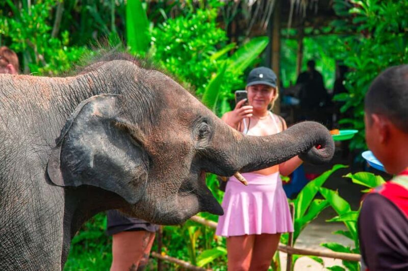 From Koh Samui: Elephant Sanctuary & Jungle Adventure Tour - What to Expect from the Experience