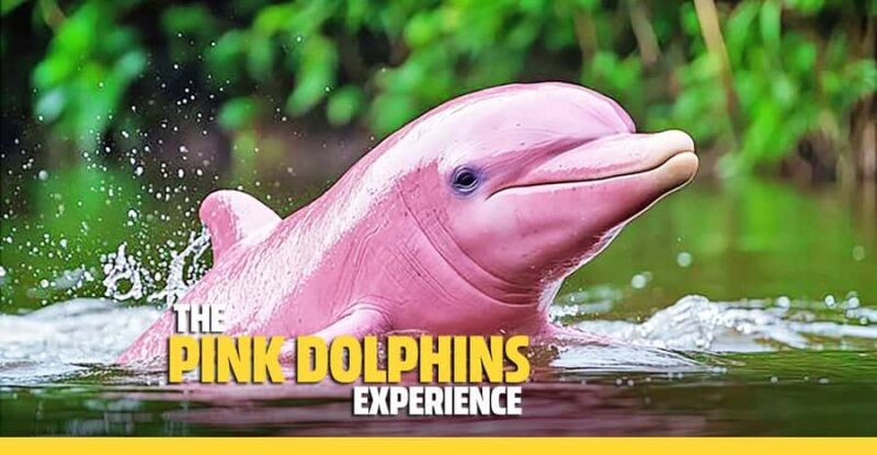 From Koh Samui: Pink Dolphin Boat Tour to Khanom with Lunch - Good To Know