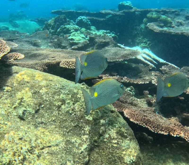 From Koh Samui: Private Speed Boat Koh Tao & Nang Yuan - FAQ  