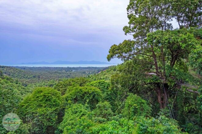 From Koh Samui: Tree Bridge Zipline and Café Experience - Detailed Itinerary Breakdown