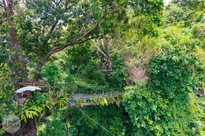 From Koh Samui: Tree Bridge Zipline and Café Experience - Safety Guidelines and Restrictions