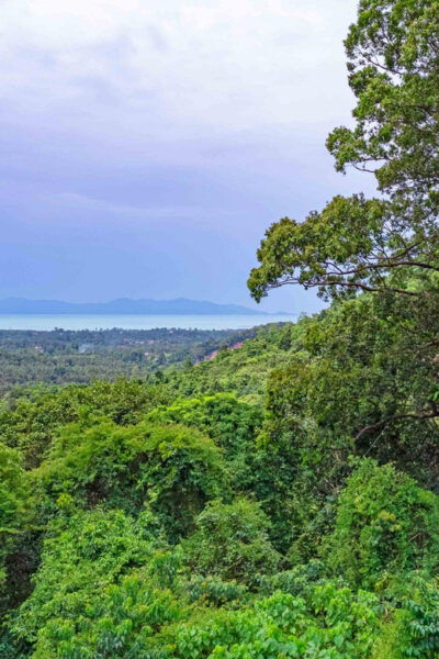 From Koh Samui: Tree Bridge Zipline and Café Experience - Guest Reviews and Feedback