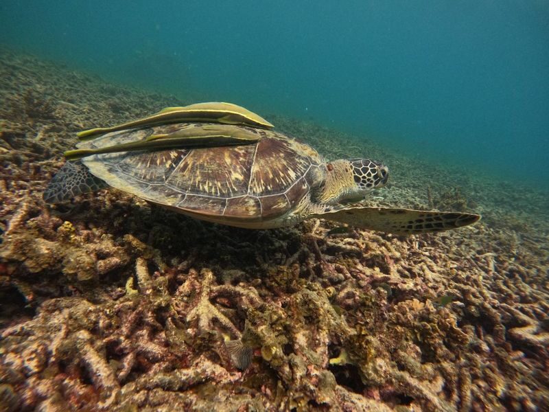 From Koh Tao: Snorkeling to Hidden Bays & Koh Nangyuan with Lunch - Comfort, safety, and responsible snorkeling
