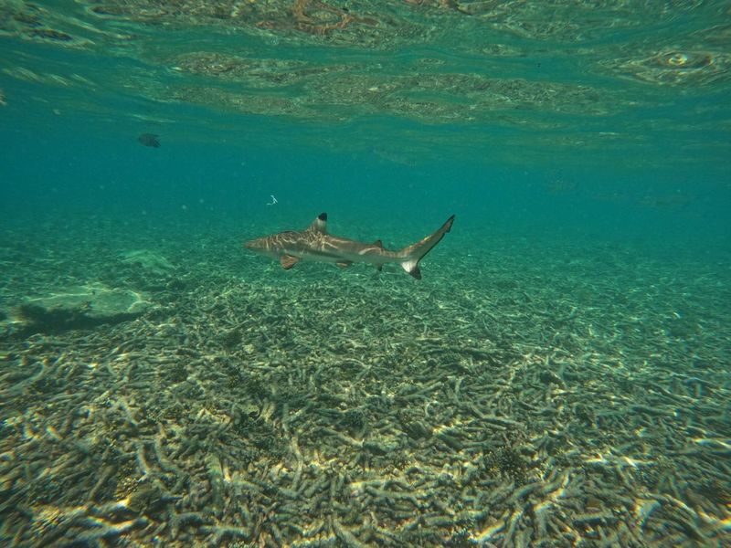 From Koh Tao: Snorkeling to Hidden Bays & Koh Nangyuan with Lunch - Timing, changing conditions, and who should book