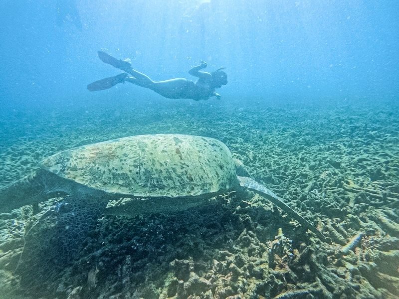 From Koh Tao: Snorkeling to Hidden Bays & Koh Nangyuan with Lunch - Should you book this Koh Tao snorkel trip?