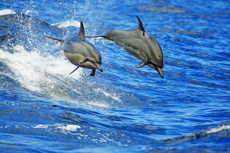 From Kona: Honokohau Sunset Boat Trip With Drinks and Snacks - Booking and Cancellation Policies