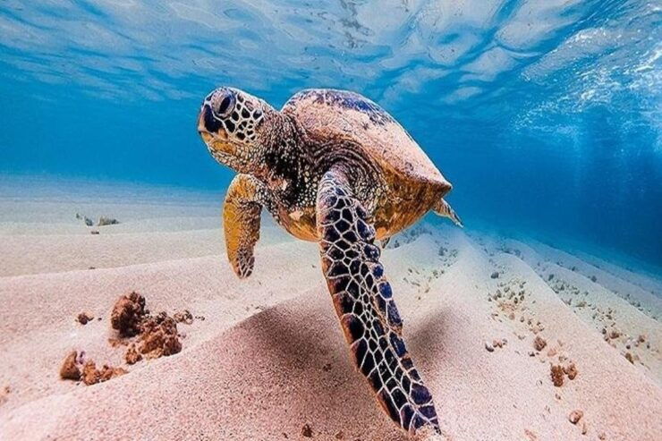 From Kona: Oahu Grand Circle Island Experience - Tour Highlights