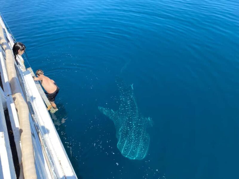 From Kopang: Komodo Island & Whale Shark Trip 4-Day Trip - Frequently Asked Questions
