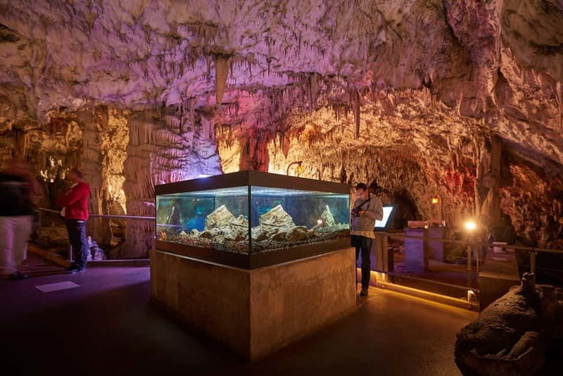From Koper: Postojna Cave and Ljubljana Guided Tour - Discovering Ljubljana: A City of Architectural Charm and Vibrant Streets