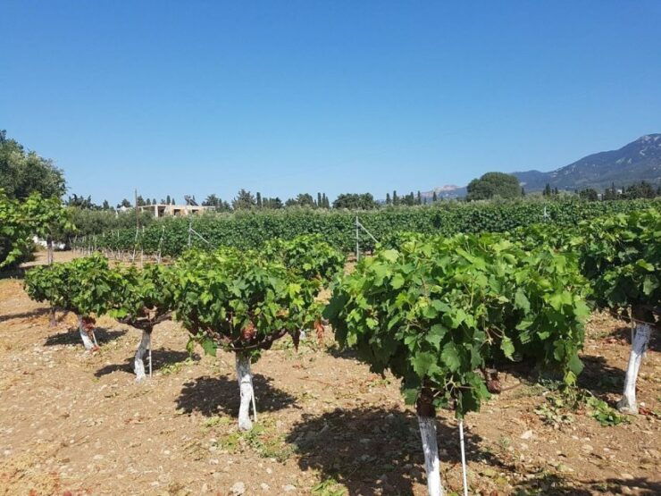 From Kos: Tour of 2 Wineries With Wine Tasting & Small Bites - Good To Know
