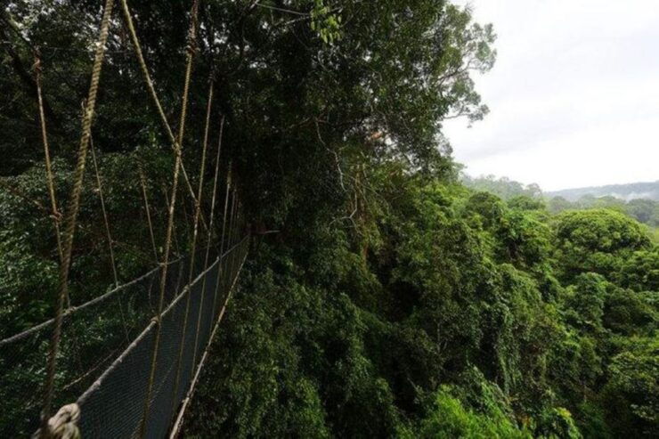 From Kota Kinabalu:Kundasang Private Tour Poring Hot Spring - Highlights of the Tour