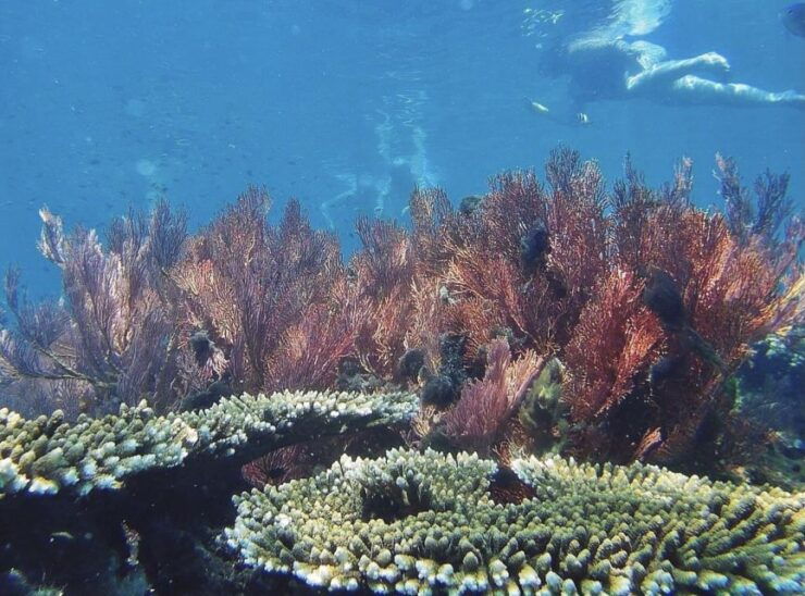 From Krabi: Phi Phi and 4 Islands Early Bird Tour - Itinerary Details