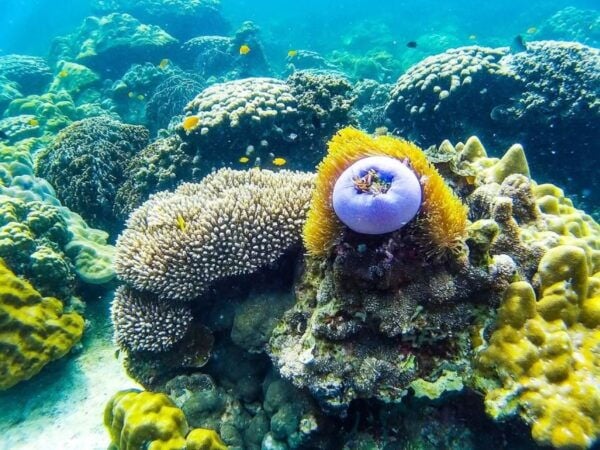 From Krabi: Phi Phi Islands Small Group Tour - The Sum Up