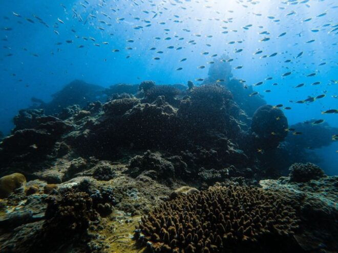 From Krabi: Phi Phi Islands Speedboat Day Tour - Full Description