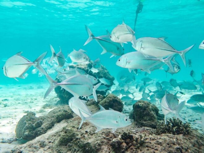 From Krabi: Similan Island Join-in One Day Tour - Positive Review