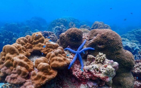 From Krabi: Surin Islands Snorkeling Tour W/ Meals - Questions You May Have