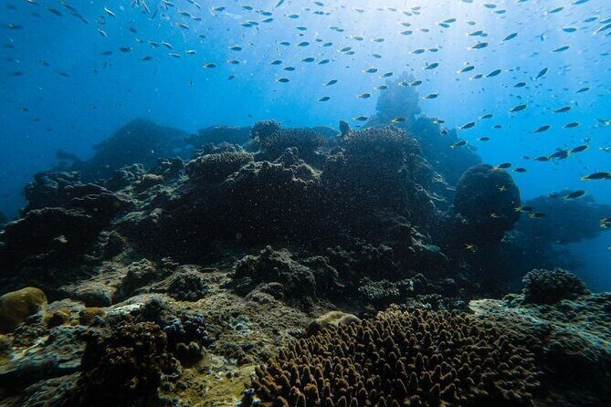 From Krabi to Phi Phi Islands Speedboat Day Tour - An In-Depth Look at the Phi Phi Speedboat Tour