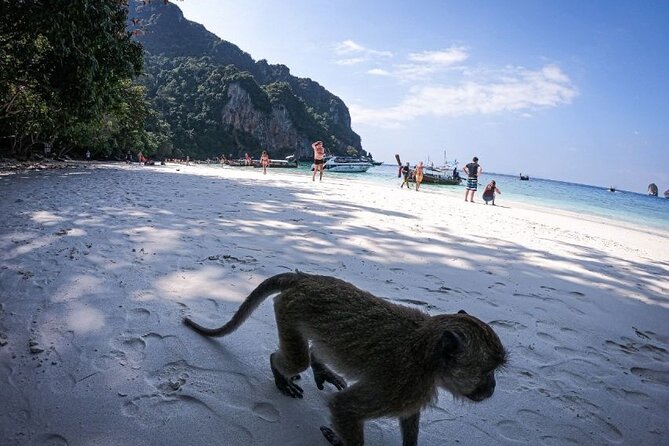 From Krabi to Phi Phi Islands Speedboat Day Tour - Phi Phi Islands Exploration