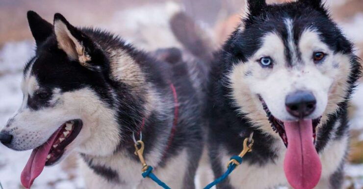 From Krakow: Dogsled Ride in Tatra Mountain - Activity Details