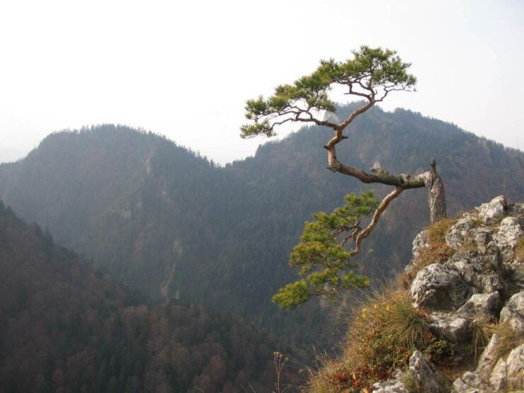 From Krakow: Dunajec Pontoon Rafting Trip - Experience Highlights