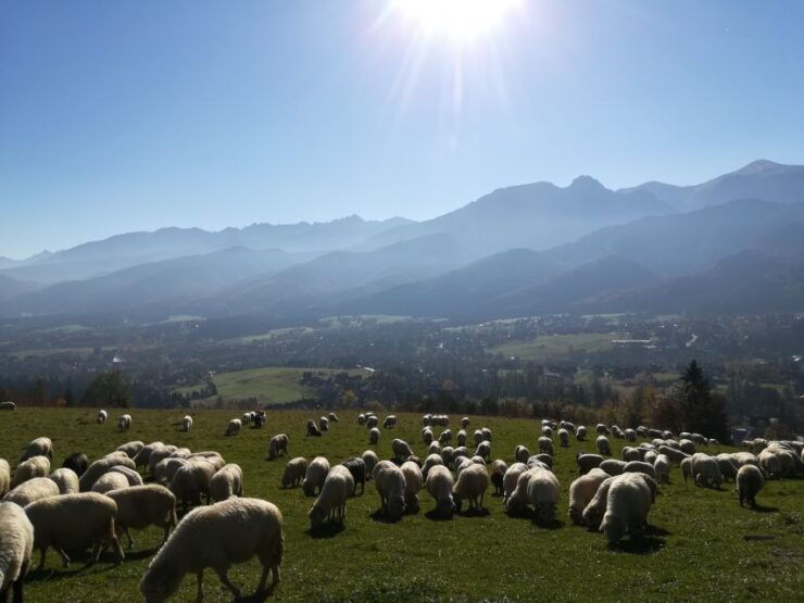 From Krakow: Dunajec River Rafting and Zakopane Town Tour - Full Description