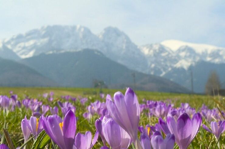 From Krakow: Full-Day Tour of Zakopane and Tatra Mountains - Experience Highlights