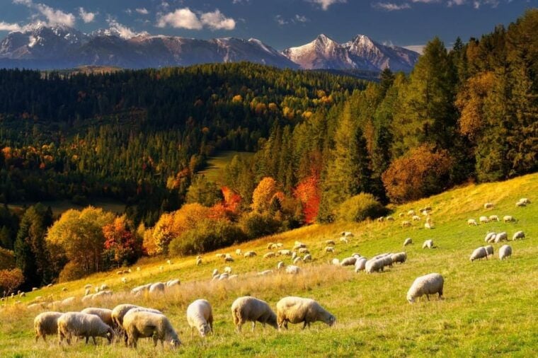 From Krakow: Zakopane and Thermal Baths with Optional Lunch - Final Thoughts