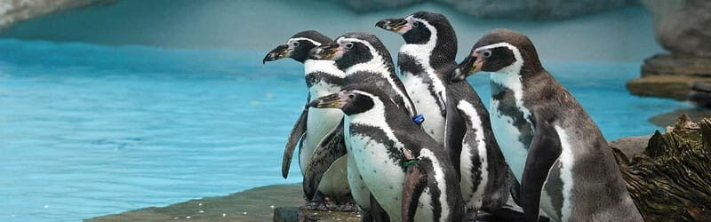 From Krakow: Zoo Trip with Private Luxury Transfer - Good To Know