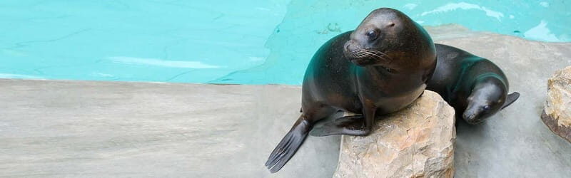 From Krakow: Zoo Trip with Private Luxury Transfer - Who Will Benefit from this Tour?