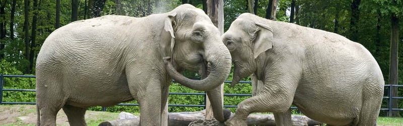 From Krakow: Zoo Trip with Private Luxury Transfer - FAQs