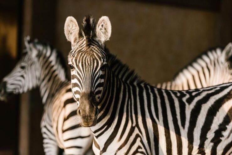 From Krakow: Zoo Trip With Transfer - Booking Details for the Zoo Trip